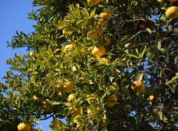 Yuzu: Objevte kouzlo exotického citrusu