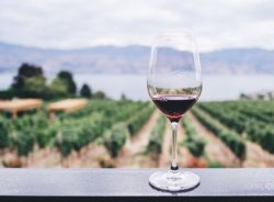 Jak správně skladovat víno? Rady a tipy