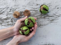 Domácí ořechovka - jak na výrobu domácího likéru